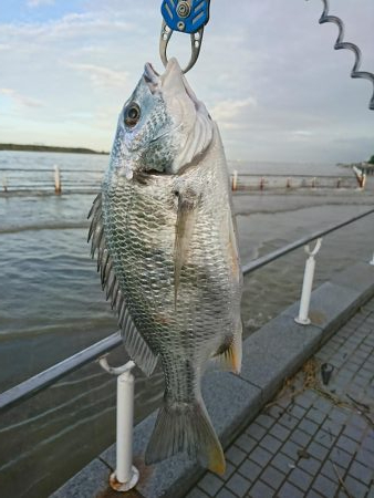 アジングでキビレ